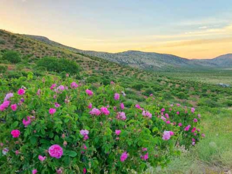 ایلام ظرفیت مناسبی برای توسعه کشت گل محمدی دارد ایلام ظرفیت مناسبی برای توسعه کشت گل محمدی دارد