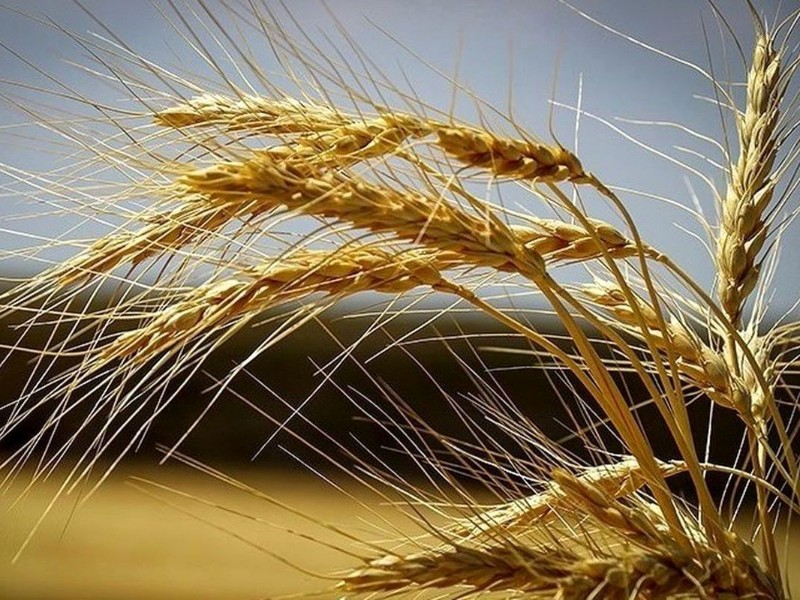 ۳۴ هزار تن گندم در درهشهر برداشت میشود ۳۴ هزار تن گندم در درهشهر برداشت میشود