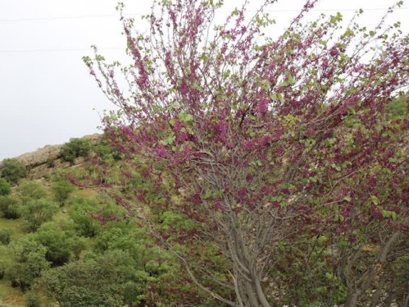 تنگه ارغوان طبیعتی زیبا در ایلام تنگه ارغوان طبیعتی زیبا در ایلام