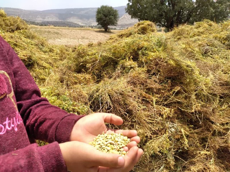 برداشت عدس از مزارع ملکشاهی برداشت عدس از مزارع ملکشاهی