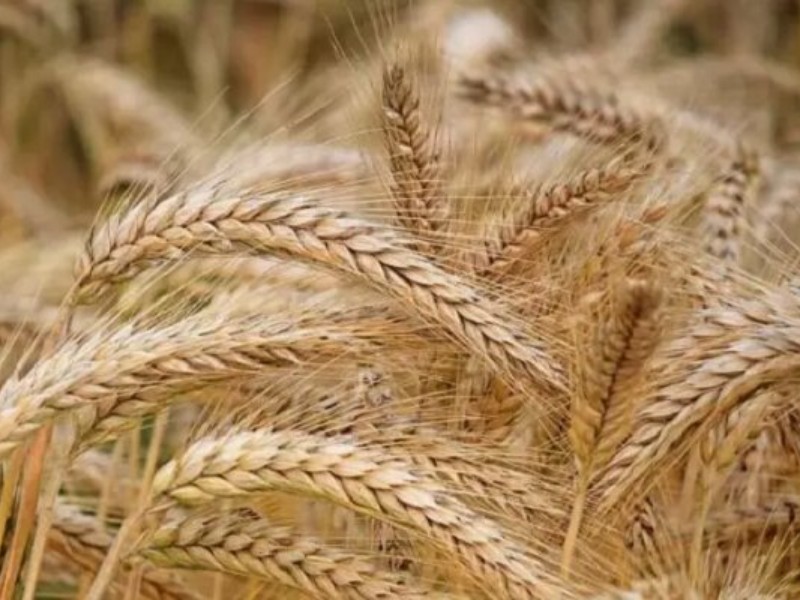 خرید تضمینی ۳۴۸ هزار تن گندم در ایلام خرید تضمینی ۳۴۸ هزار تن گندم در ایلام