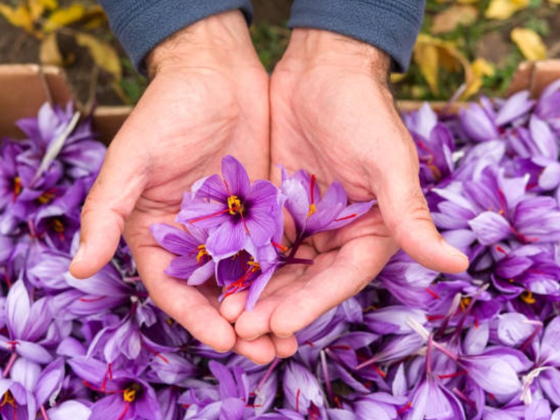 چرداول میتواند قطب کشت زعفران شود چرداول میتواند قطب کشت زعفران شود