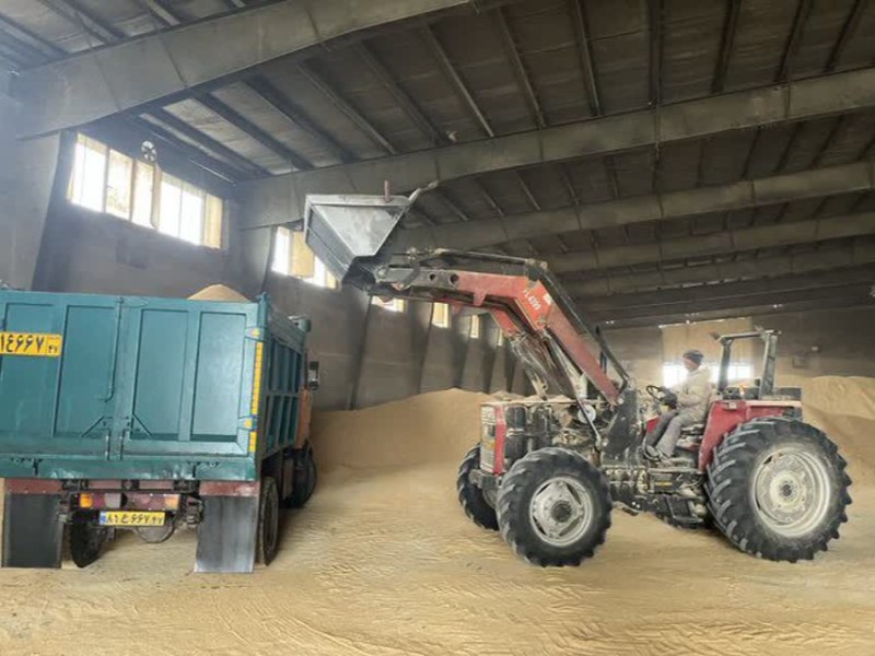 اعتبار نهاده‌های دامی در ایلام تأمین شد