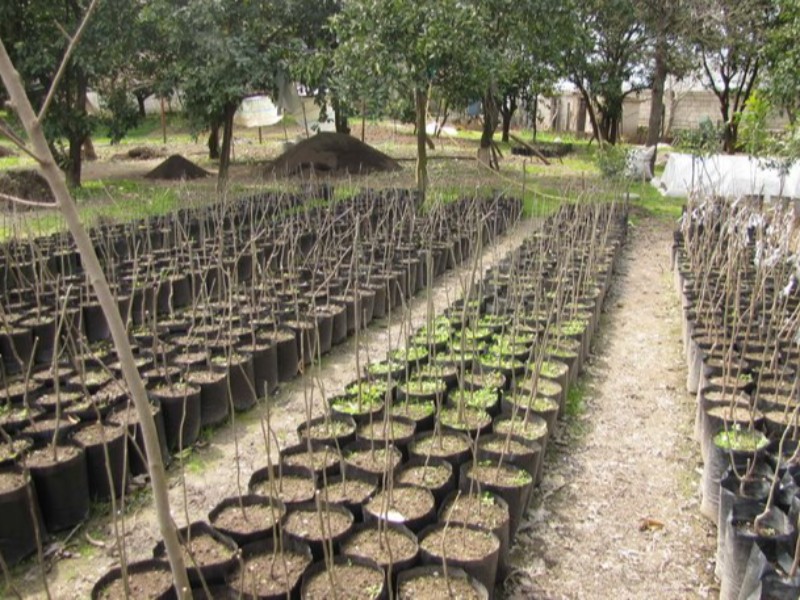 ۴۰۰ هزار نهال در دهلران توزیع شد ۴۰۰ هزار نهال در دهلران توزیع شد