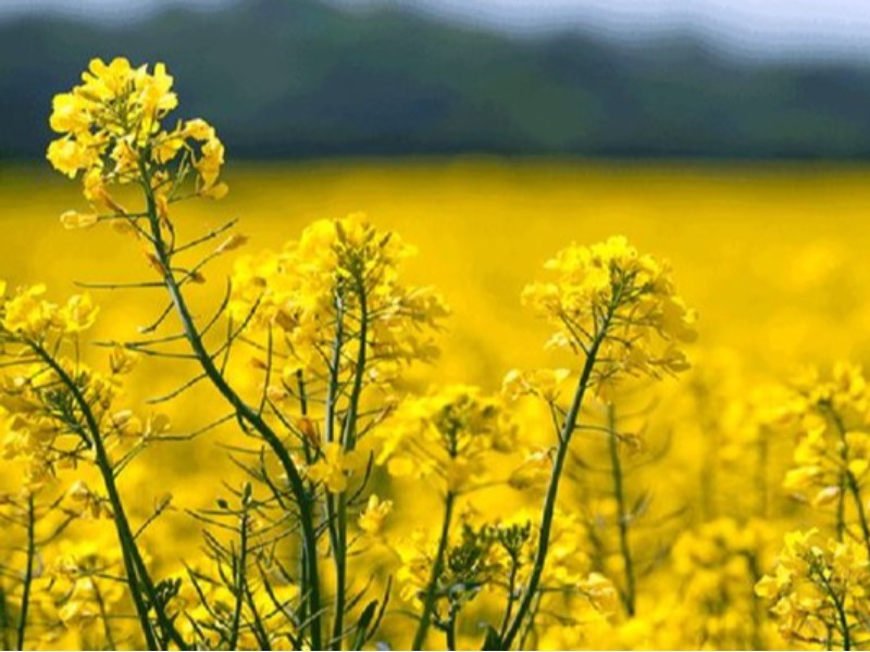 اختصاص ۳۰۰۰ هکتار اراضی دره‌شهر به کشت کلزا
