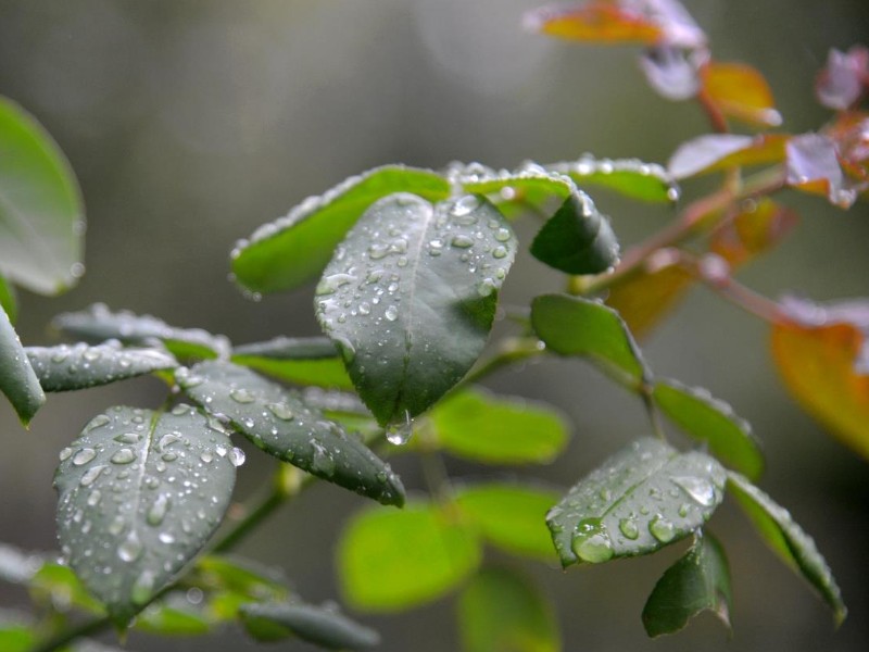 ورود سامانه بارشی ناپایدار به ایلام