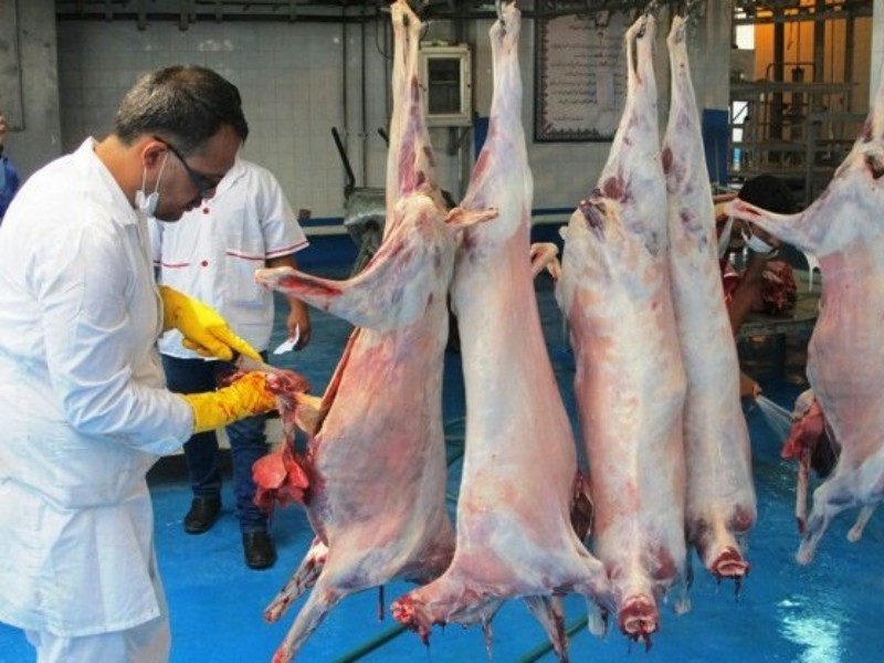 ۱۹۰۰ رأس دام با نظارت بهداشتی در دهلران کشتار شد ۱۹۰۰ رأس دام با نظارت بهداشتی در دهلران کشتار شد