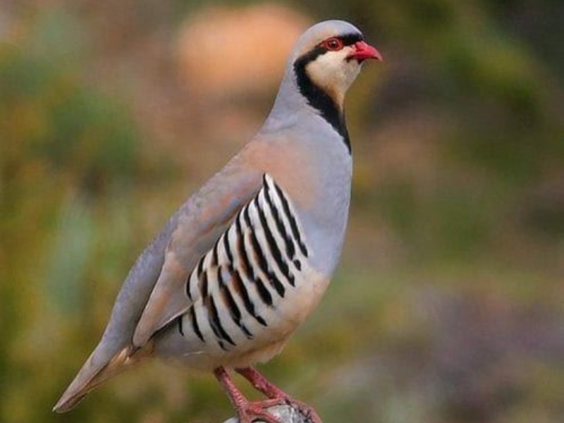 بازگشت ۱۵ کبک به زیستگاه طبیعی ایلام