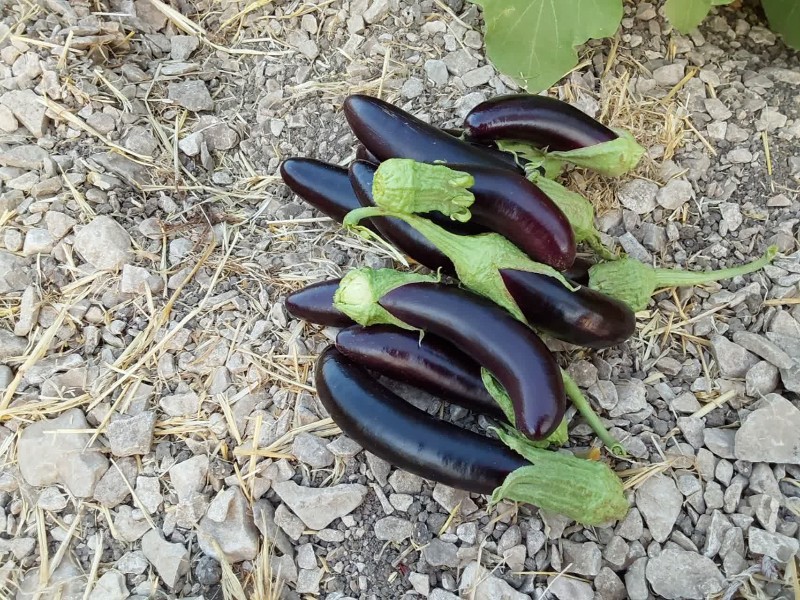 برداشت صیفیجات و رونق زندگی در مهر ملکشاهی برداشت صیفیجات و رونق زندگی در مهر ملکشاهی