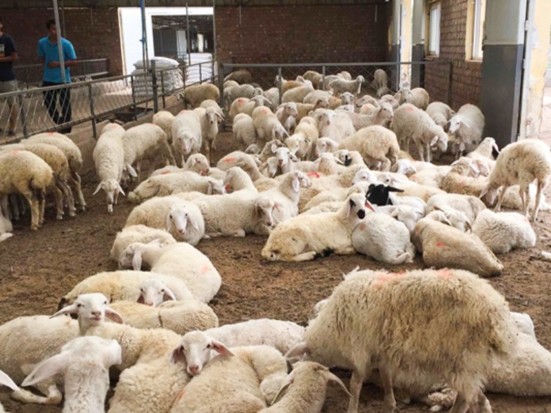 آموزش دامداران، کلید اشتغال و امنیت غذایی است آموزش دامداران، کلید اشتغال و امنیت غذایی است