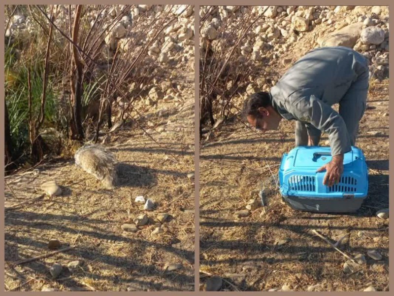 رهاسازی رودک آسیب‌دیده در طبیعت سیروان