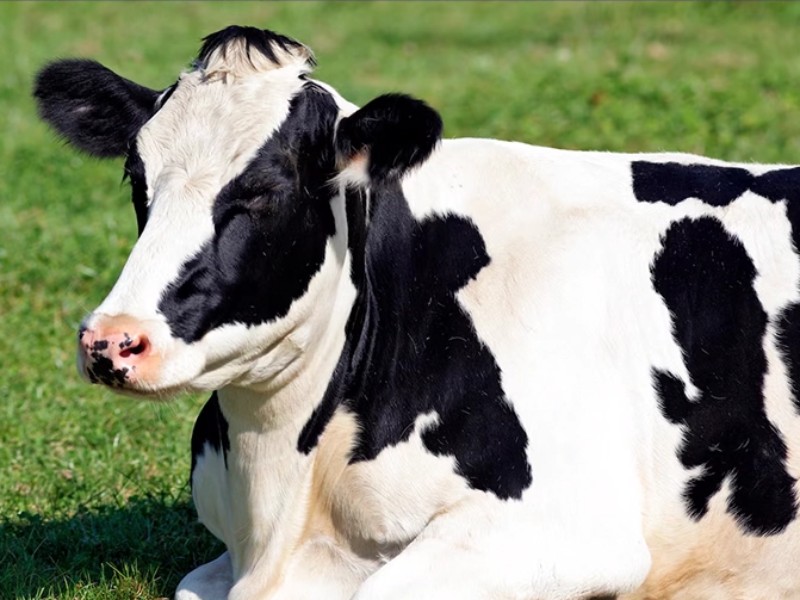 پیشگیری هوشمندانه، نجات دام و معیشت