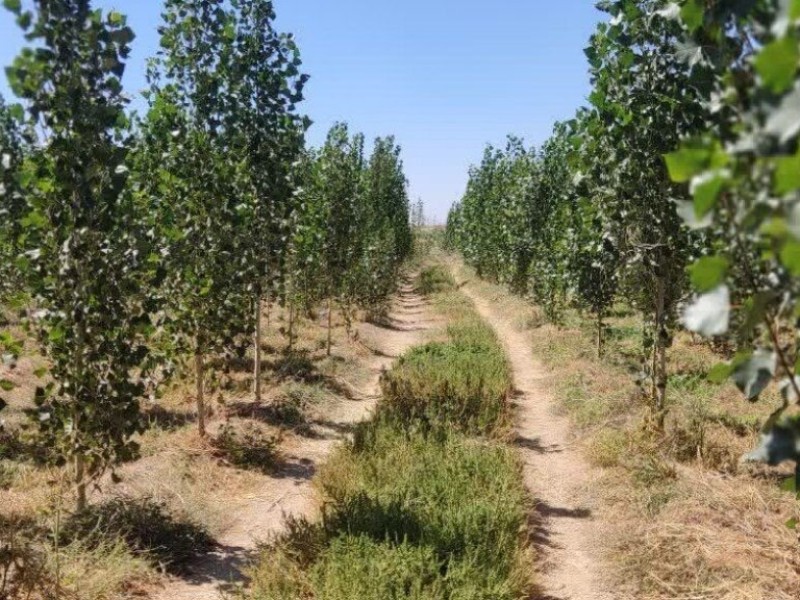 اجرای ۱۰۰۰ هکتار طرح زراعت چوب در ایلام