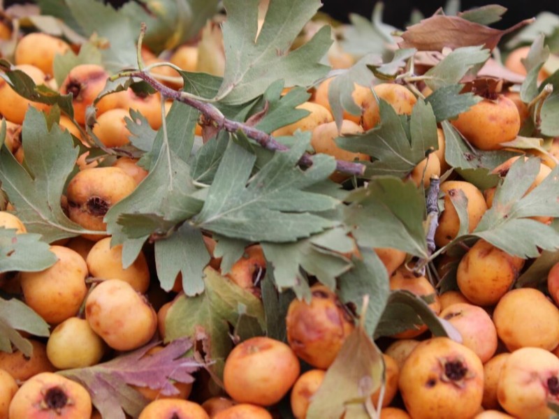 برداشت زالزالک از کوه‌های شهرستان ملکشاهی