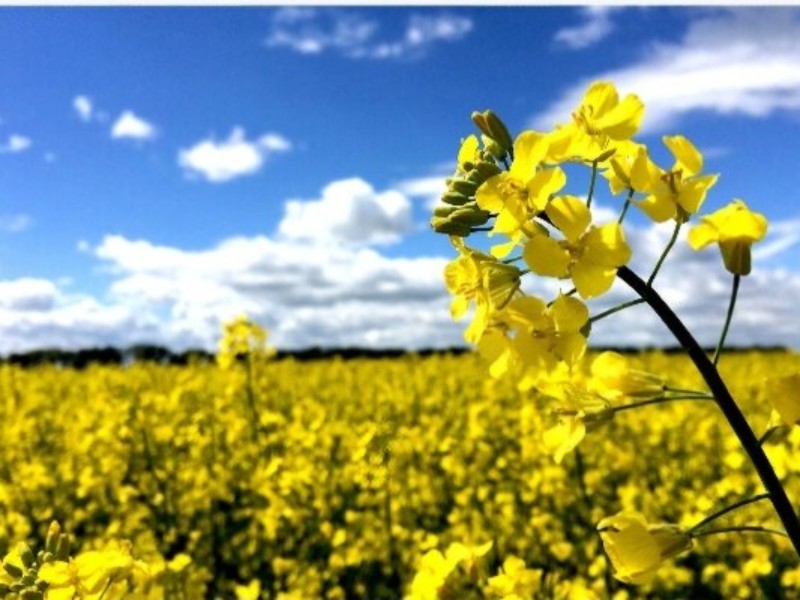 شرایط اقلیمی به مزارع کلزا خسارت زده است شرایط اقلیمی به مزارع کلزا خسارت زده است