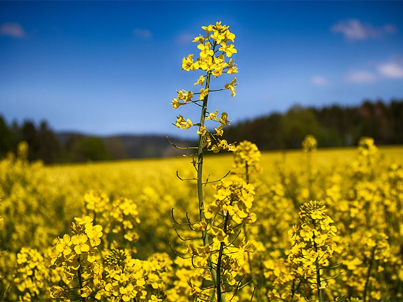 اختصاص ۴۸۰۰ هکتار از اراضی دهلران به کلزا اختصاص ۴۸۰۰ هکتار از اراضی دهلران به کلزا