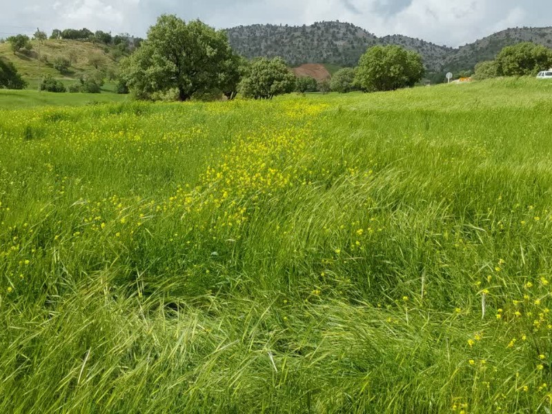 همنوا با بهار؛ دغدغههای سبز یک کودک ایلامی همنوا با بهار؛ دغدغههای سبز یک کودک ایلامی