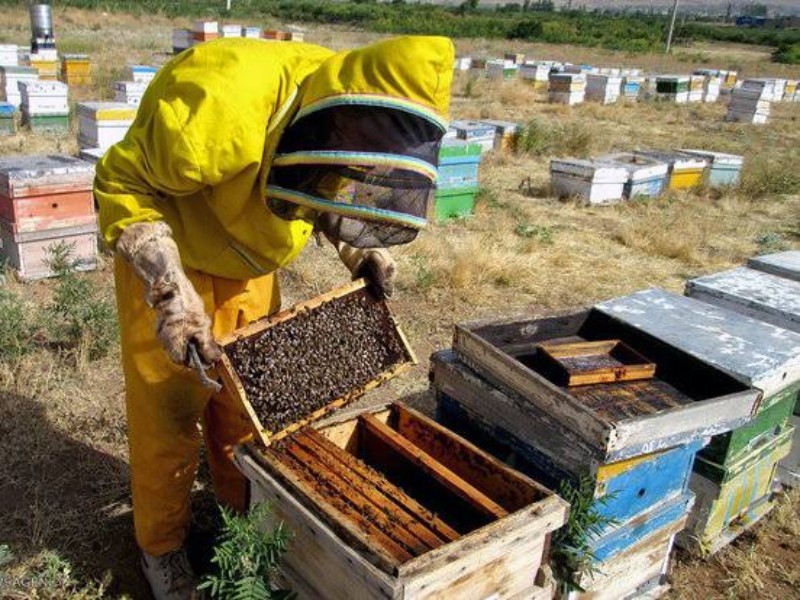 سرشماری ملی زنبورستان‌های ایلام آبان ماه آغاز می‌شود